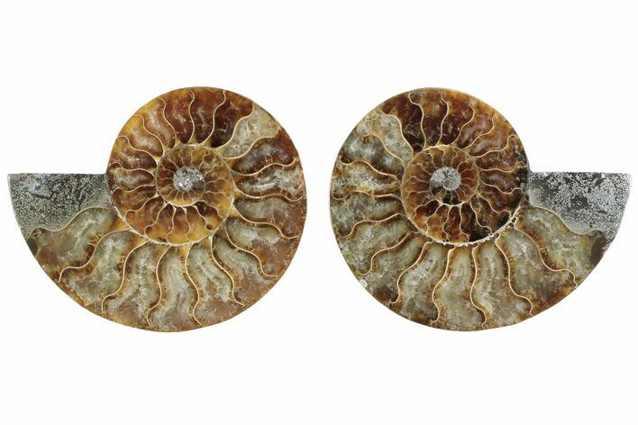 Cut & Polished Ammonite Fossil - Madagascar #364769